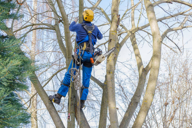 Seasonal Cleanup (Spring/Fall) in Burien, WA